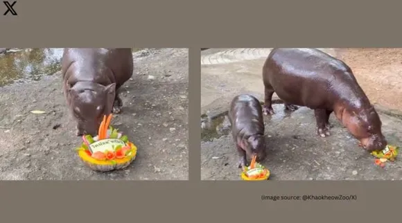hippo us