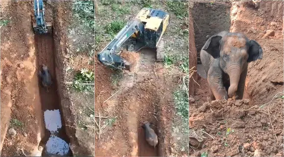 ele calf rescue x