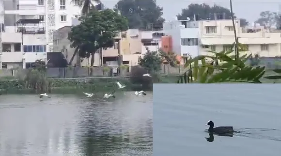 birds