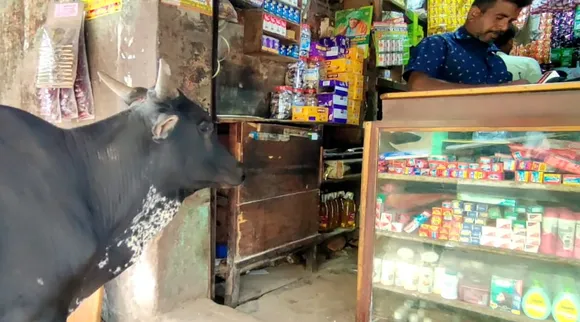 cow In Show
