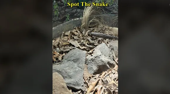 Snake FO1