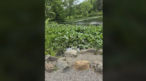 Snake pond