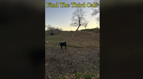 calf