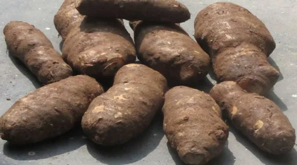 கருணைக்கிழங்கு