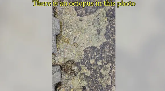 octobus