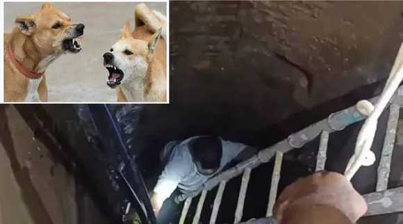 dog chasing