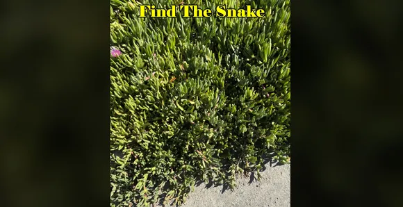 Find the snake in grass 