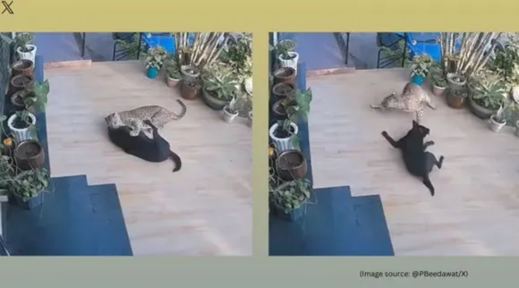 Leopard attacks