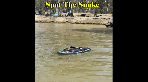 Snake in Lake