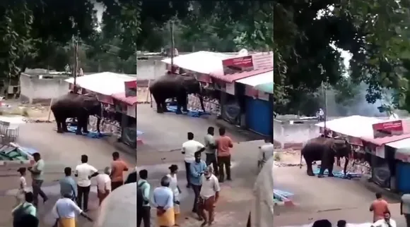 velliyangiri elephant damage