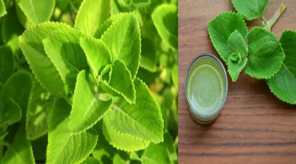 கற்பூரவல்லி