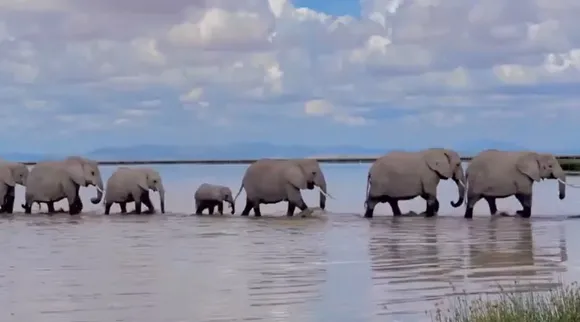 Elephant marching 1
