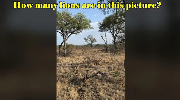 how many lions I