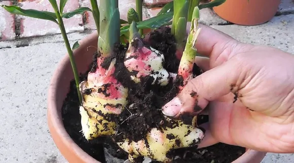 Ginger plant