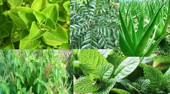 plants