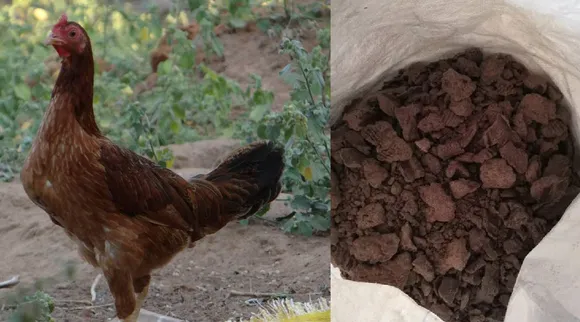 Cattle feed