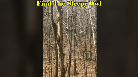 Sleepy Owl 