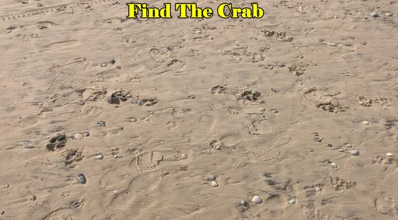 Crab photo