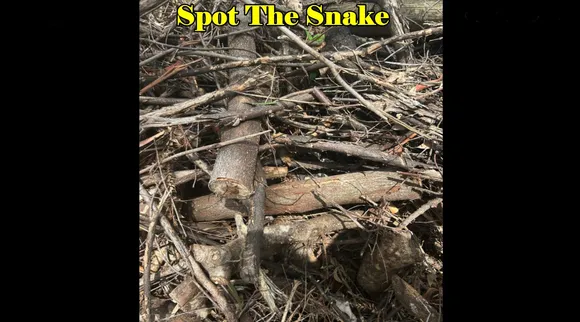 Snake in wood