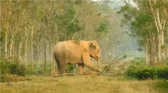 elephant greaving