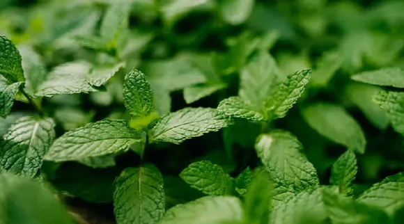Mint