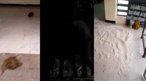 elephant in ration