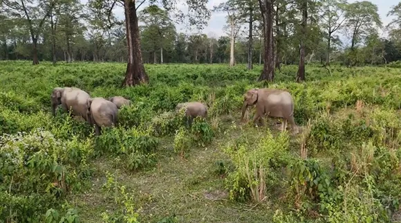elephant gps