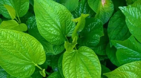 Betel leaves