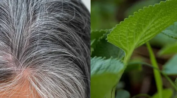 Grey hair and omavalli