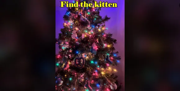 Find The kitten