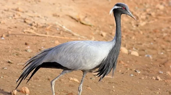 A Siberian Demoiselle Crane