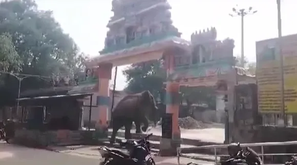 Elephant Video