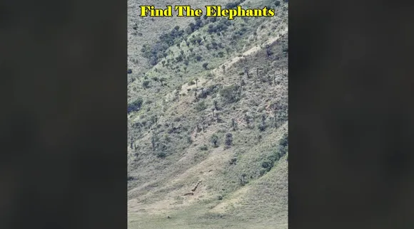 Find th elephants