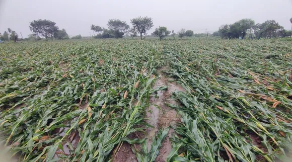 corn field fengal