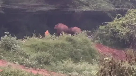 old man cross Elephant 