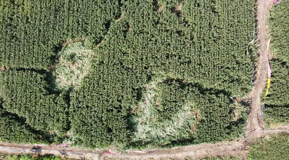 Crops damaged