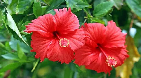 Hibiscus