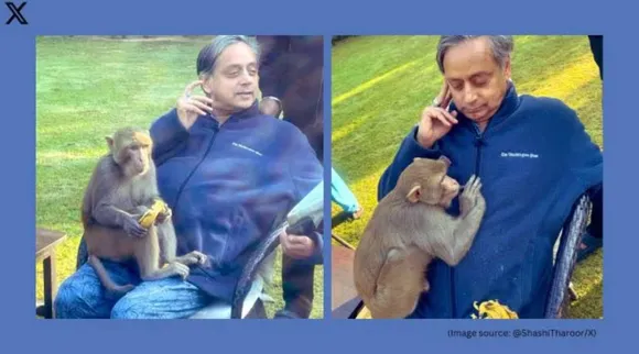 monkey sit on shashi tharoor