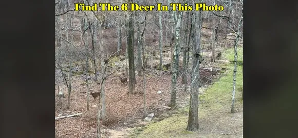 Deer six 