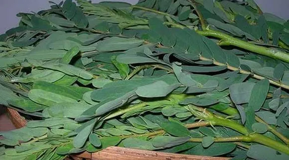 Spinach (1)