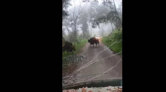 bison att