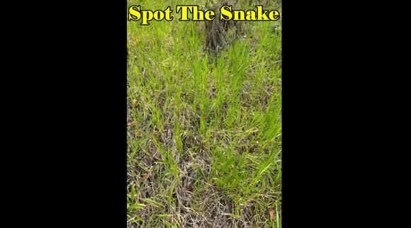 snake