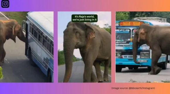 elephant Raja road tax