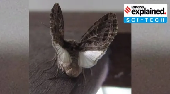 Moths