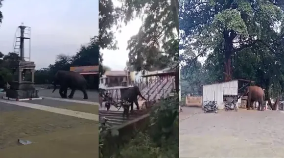 கோவை யானை       