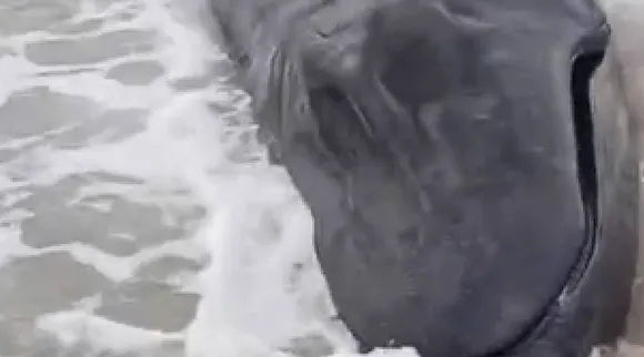 Whale