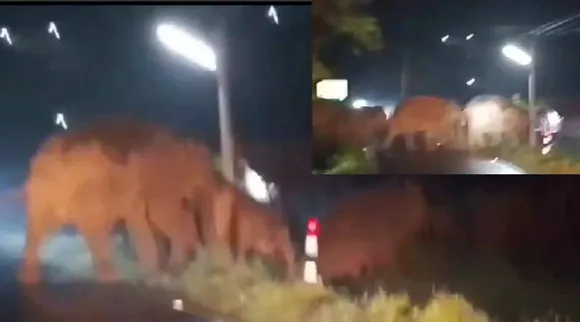 elephant    
