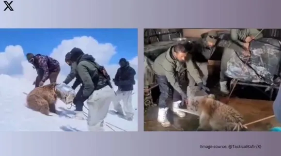 snowy bear rescue