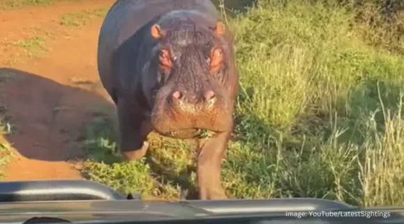 Angry hippo