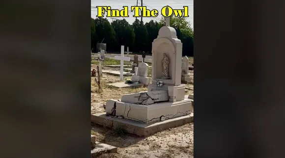 Owl where